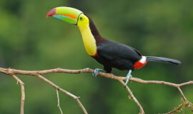 Premium Wildlife Experience