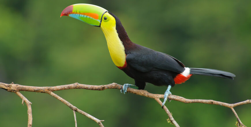 Premium Wildlife Experience